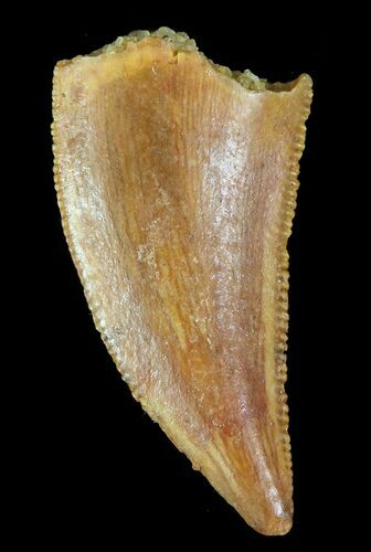 Serrated, Raptor Tooth - Morocco #72611